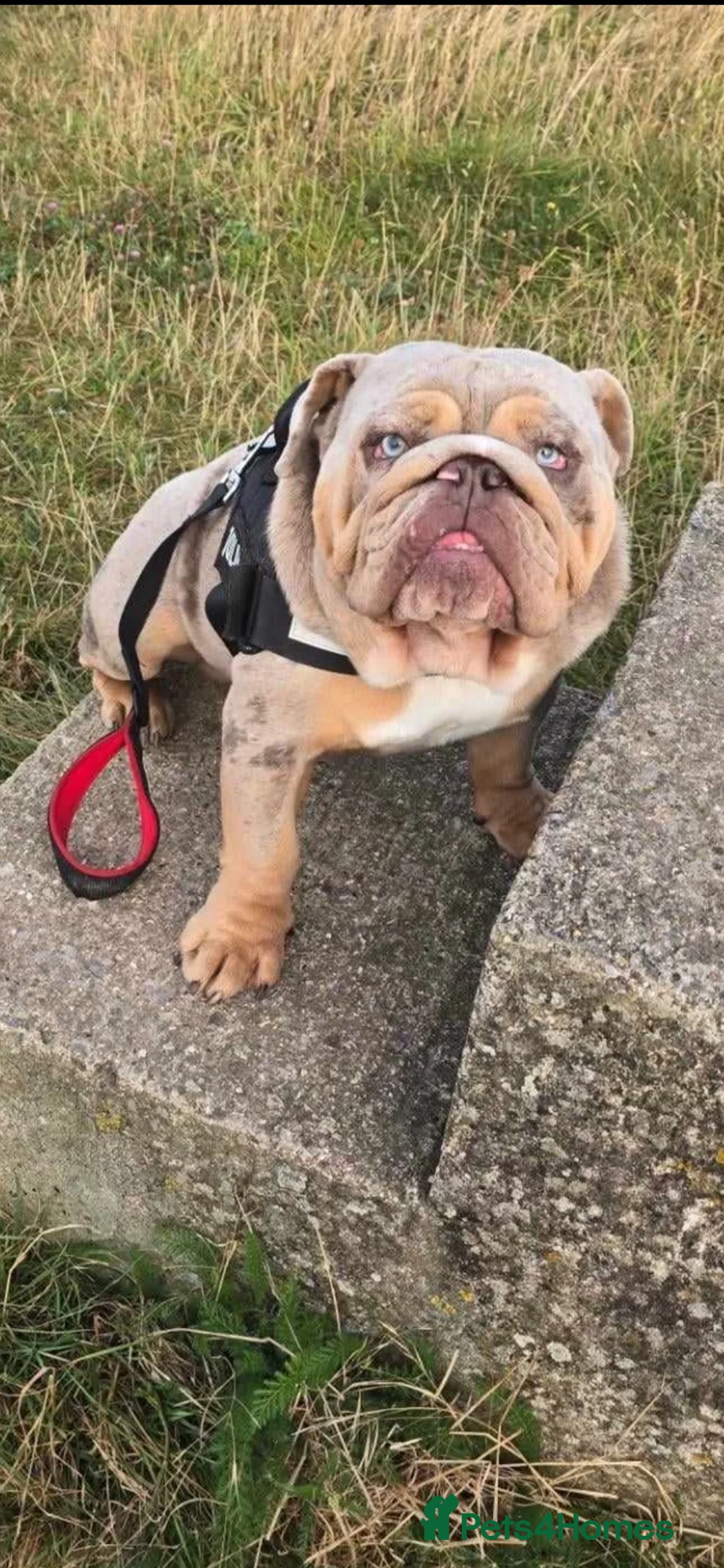 English Bulldog dogs for stud: Lilac Tri Merle English Bulldog in Barnsley - Advert 1