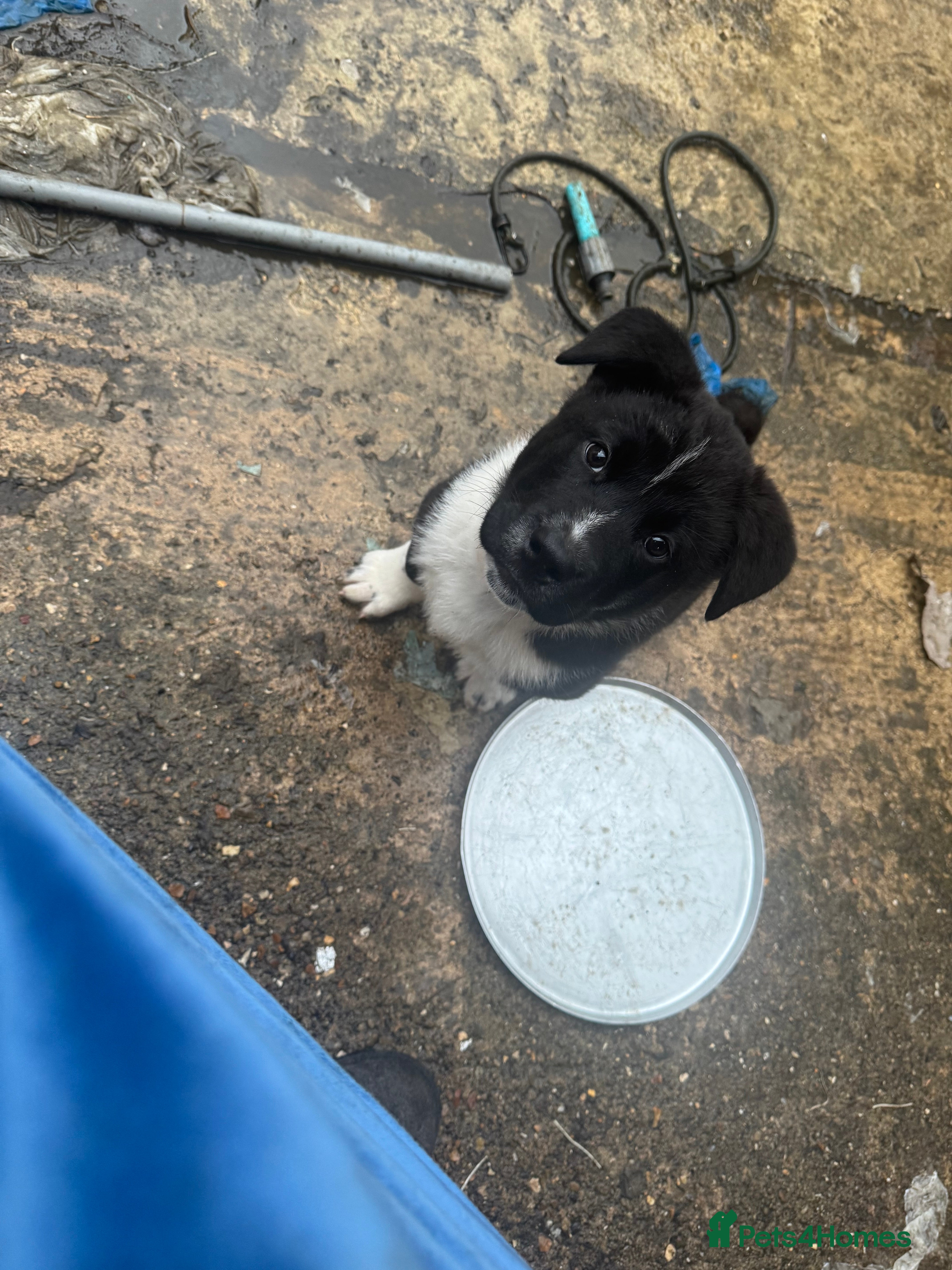 Akita dogs READY TO LEAVE Black Mask American Akita Puppies - Advert 1