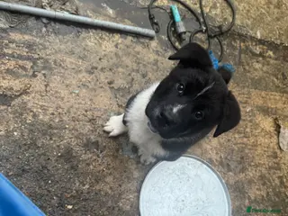 Akita dogs READY TO LEAVE Black Mask American Akita Puppies - Advert 1