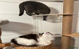 Ragdoll cats for sale: Two Show-Quality Cats Seeking Loving Homes - Image 4