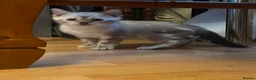 Bengal cats for sale: Pure Snow bengal  - Advert 5