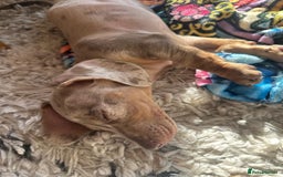 Dachshund dogs for sale: Ready now, last 3 Dachshund Puppies - Image 32