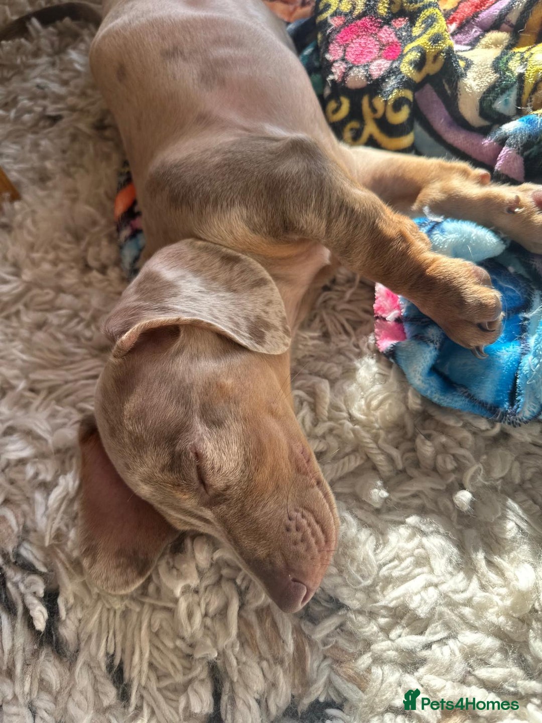 Dachshund dogs for sale: Ready now, last 3 Dachshund Puppies - Image 32