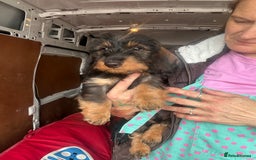 Dachshund dogs for sale: Two boys left! Beautiful standard pups - Image 4