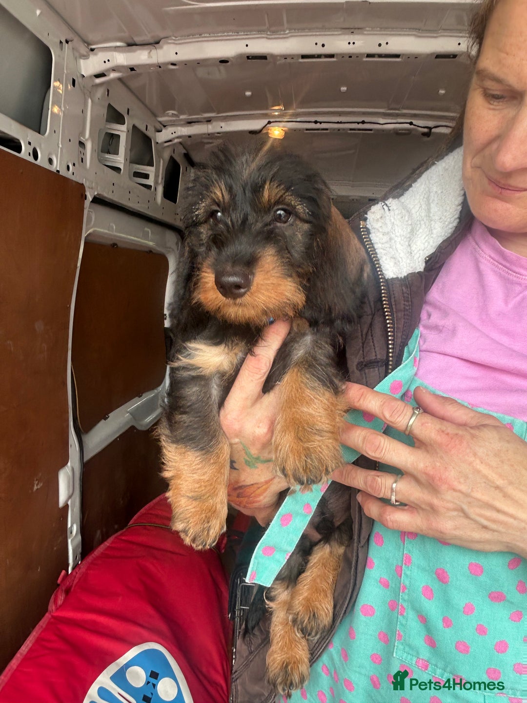 Dachshund dogs for sale: Two boys left! Beautiful standard pups - Image 4