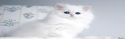 British Longhair cats for sale: Super Rare & Top Quality Kittens - Advert 6