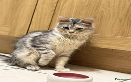 Maine Coon cats for sale: Stunning Maine coon  - Advert 3
