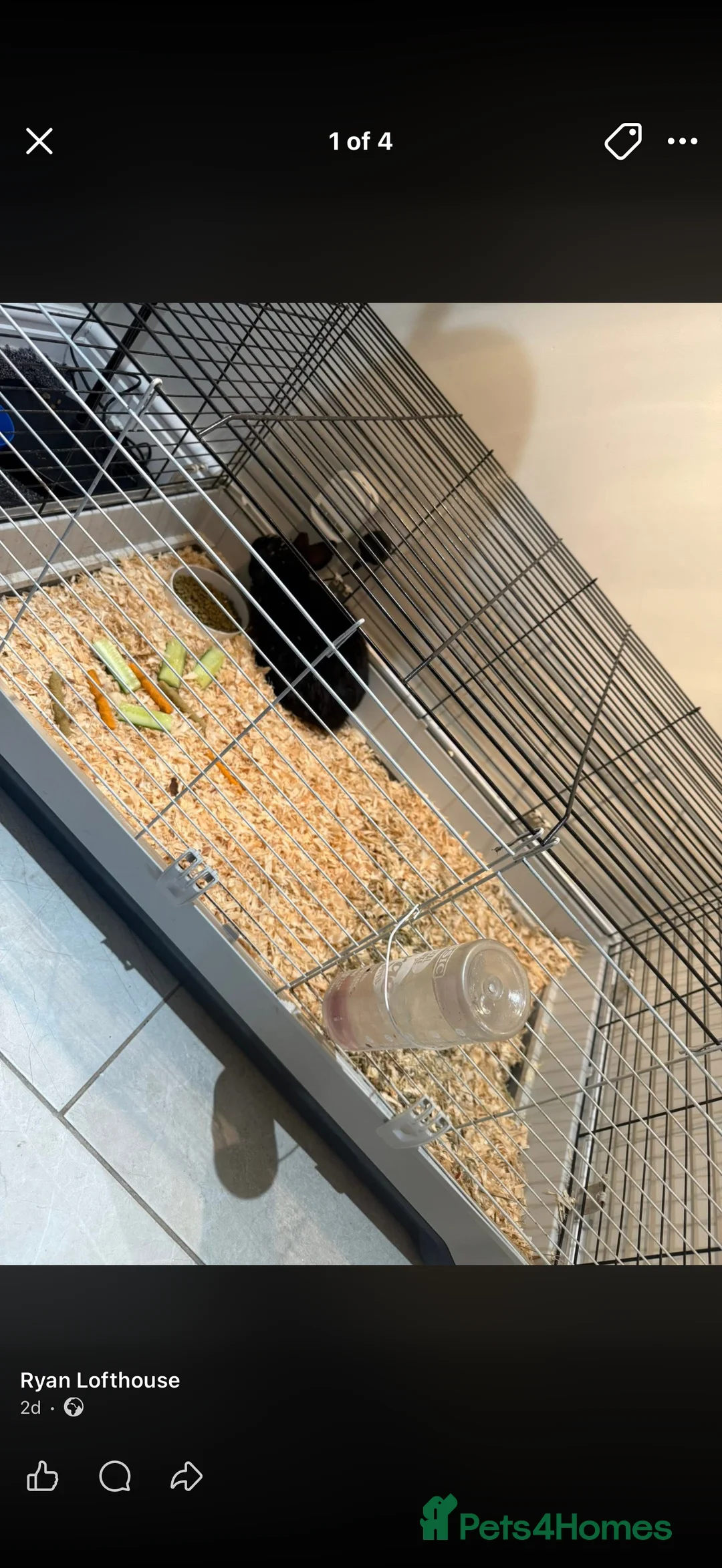 Alaska rabbits for sale: Male 5 month old rabbit  - Advert 2