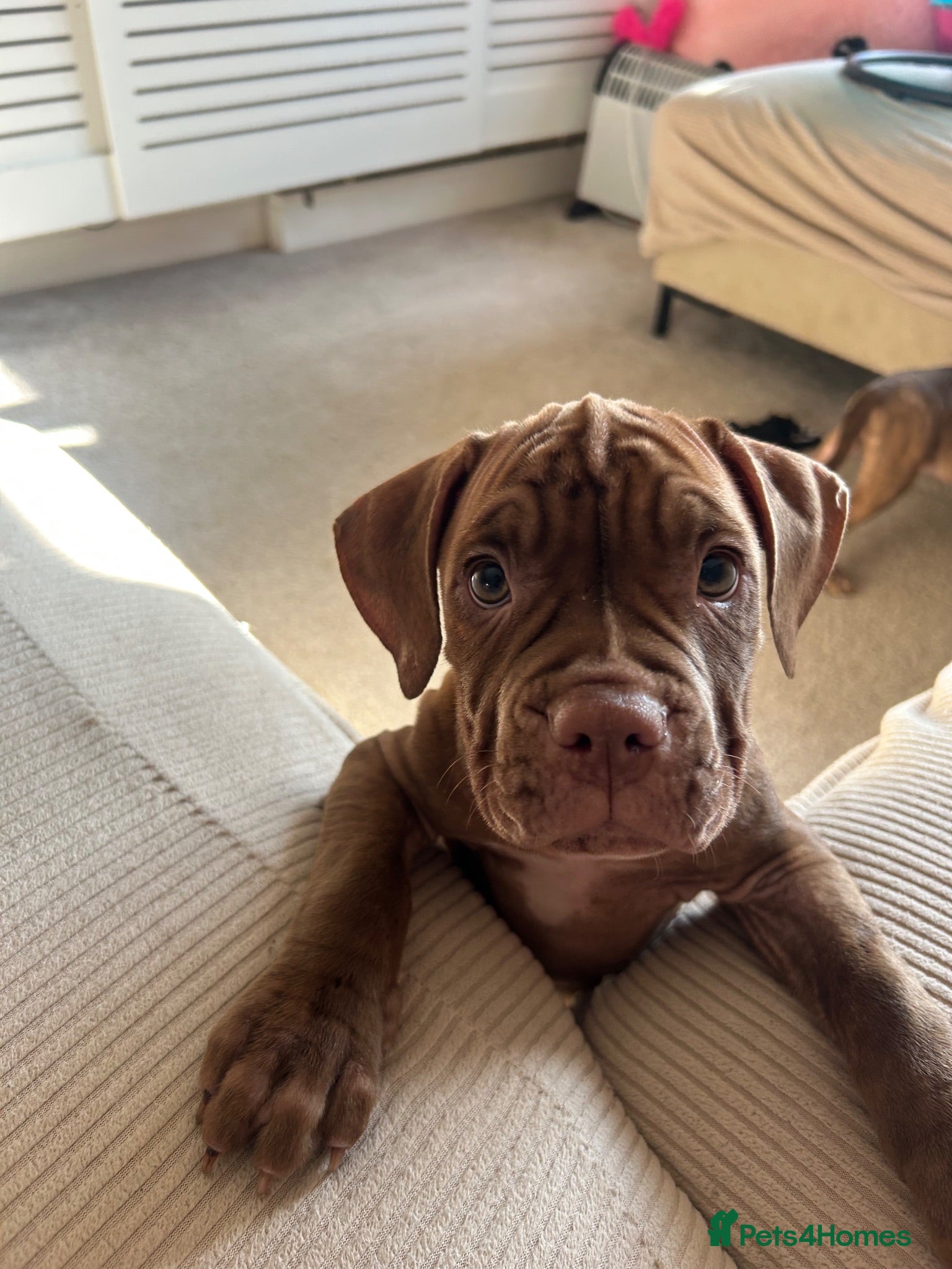 Mixed Breed dogs Standard American bully  ** tiff - Advert 9