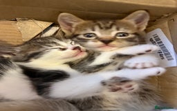 Mixed Breed cats for sale: Mixed breed kittens  - Image 10