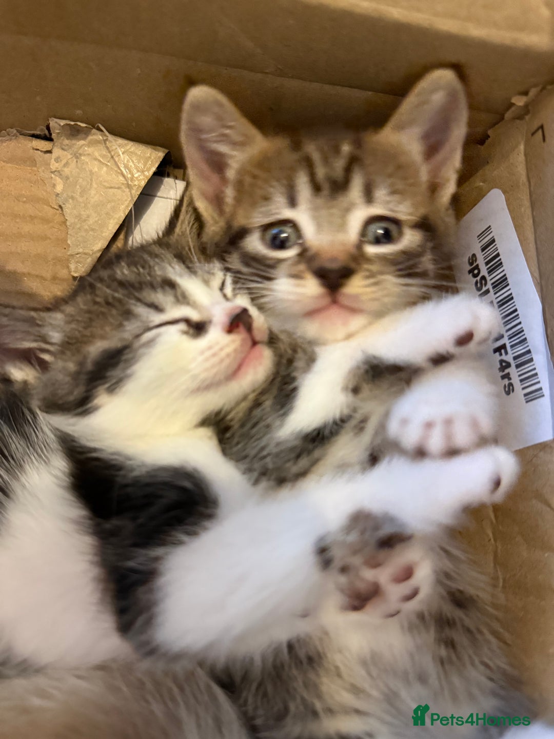 Mixed Breed cats for sale: Mixed breed kittens  - Image 10