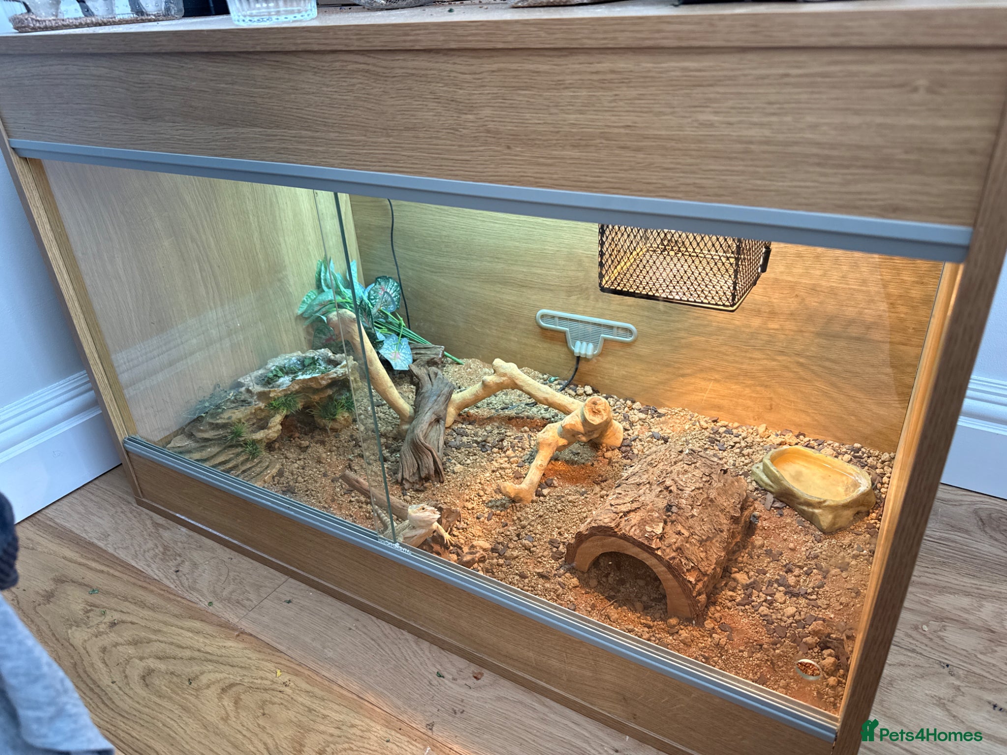 Bearded Dragon reptiles Free beared dragon to rehome  - Advert 1