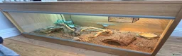 Bearded Dragon reptiles for sale: Free beared dragon to rehome  - Advert 1