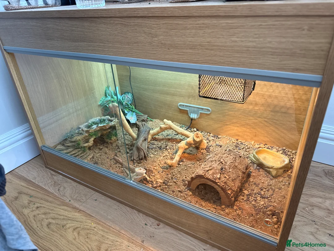 Bearded Dragon reptiles for sale: Free beared dragon to rehome  - Advert 1