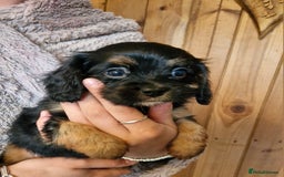 Cavalier King Charles Spaniel dogs for sale: KC Cavalier King Charles ÐNA tested parents  - Image 17