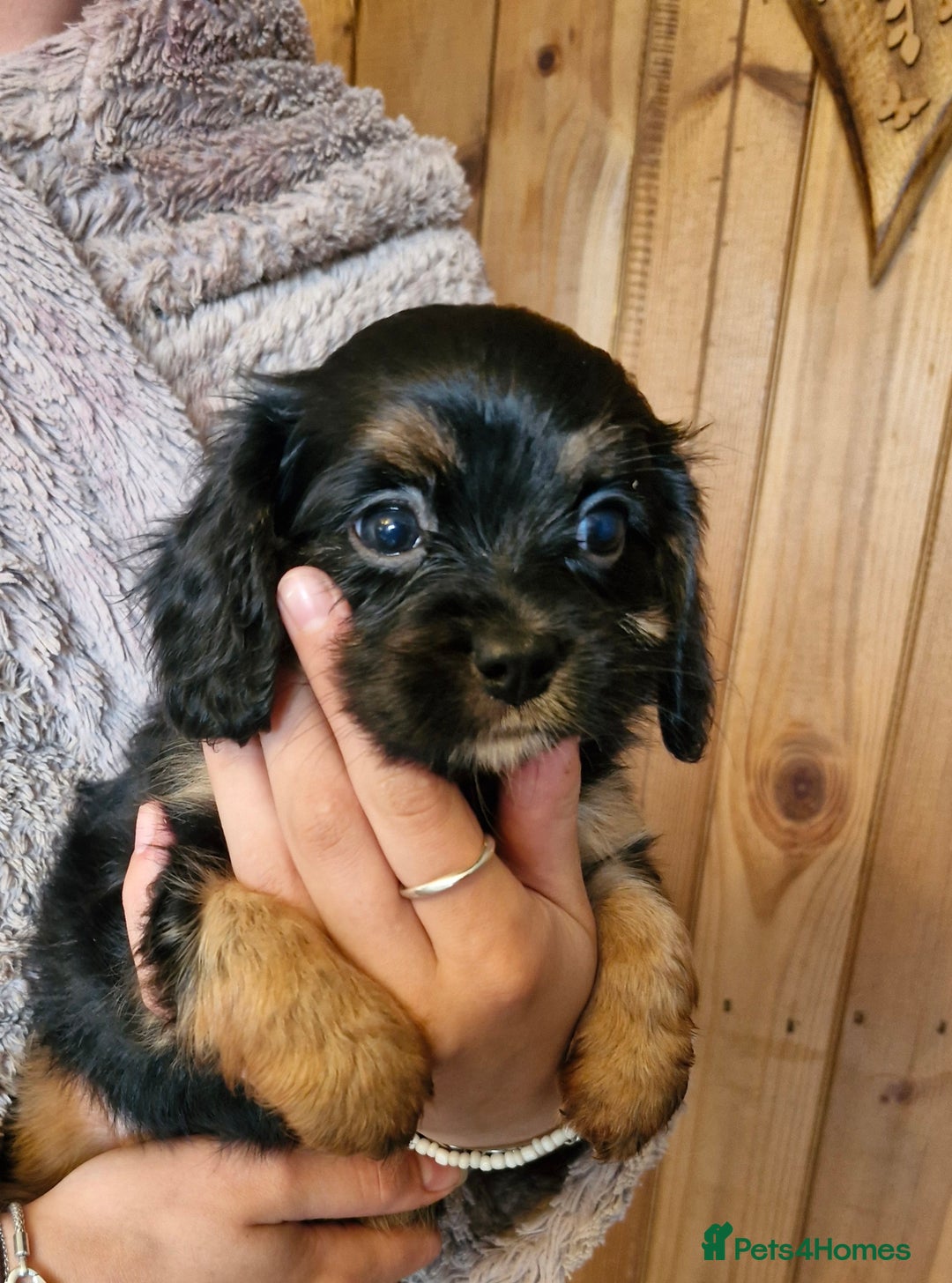 Cavalier King Charles Spaniel dogs for sale: KC Cavalier King Charles ÐNA tested parents  - Image 17