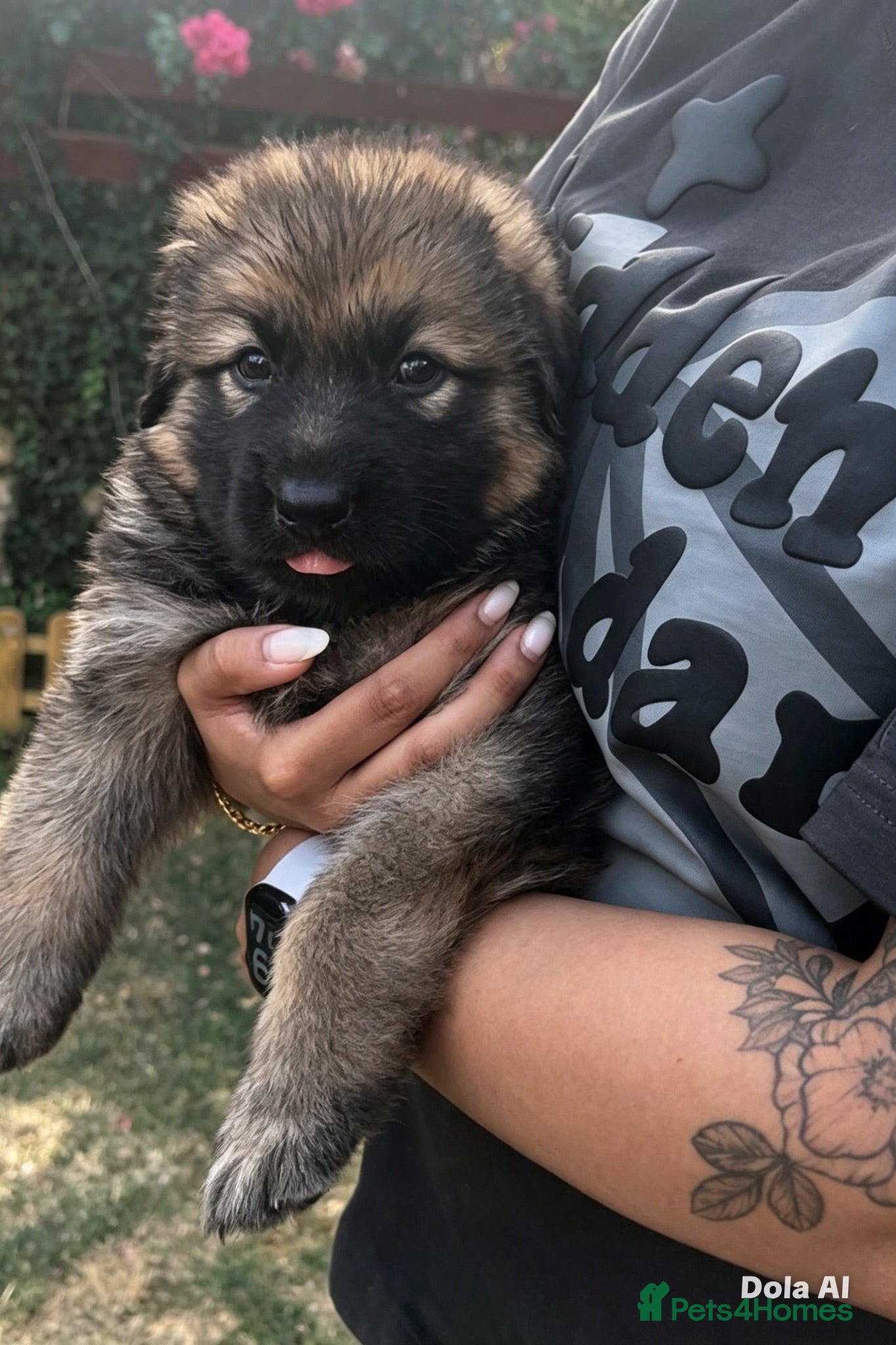German Shepherd dogs KC-registered, long-coated, German Shepherd pups - Advert 2