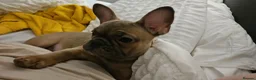 Frug dogs for sale: Female Frug - Advert 7