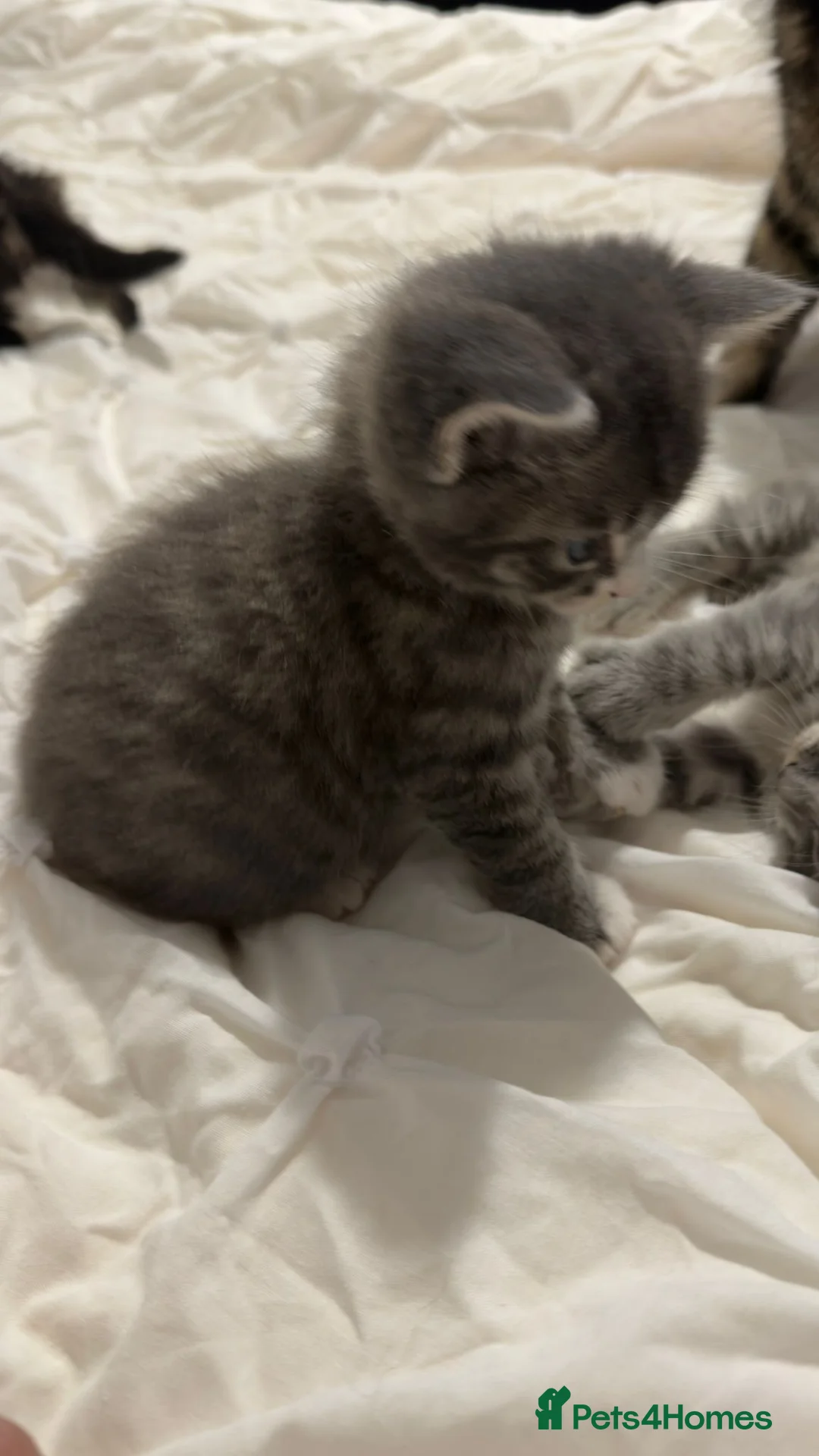 Maine Coon cats for sale: Outstanding Maine coon kittens! - Advert 8