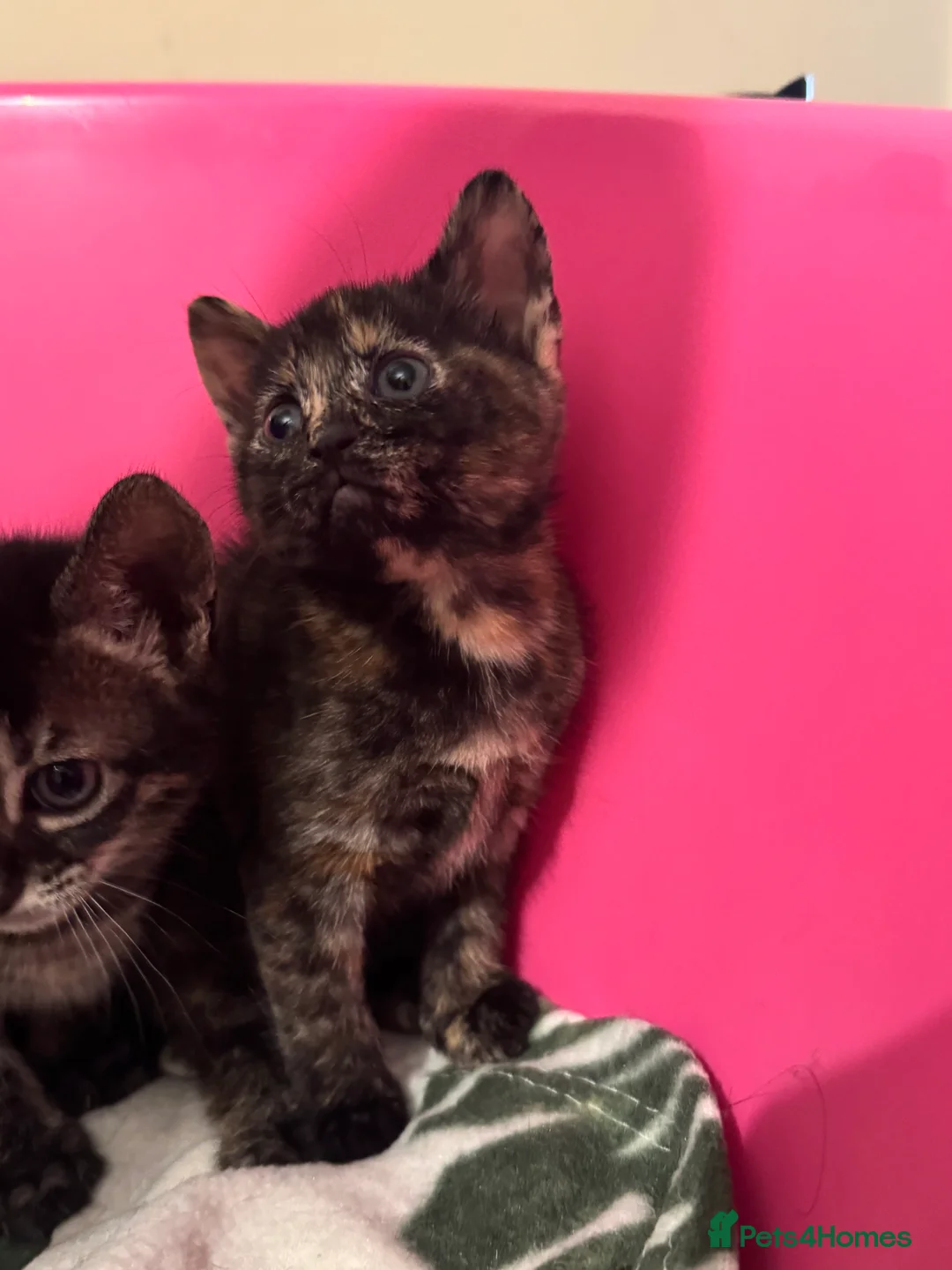 Bengal cats for sale: Beautiful Bengal Kittens 9 Weeks Old – Only 3 Left in London - Advert 2
