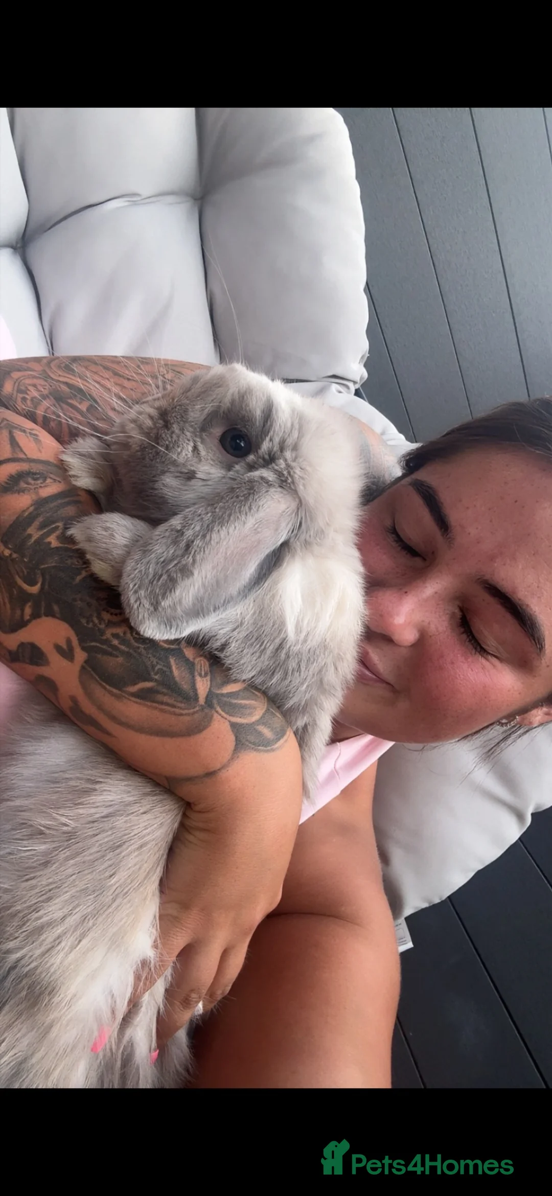 Mini Lop rabbits for sale: Percy  - Advert 2