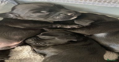 Sprocker dogs - Advert 8