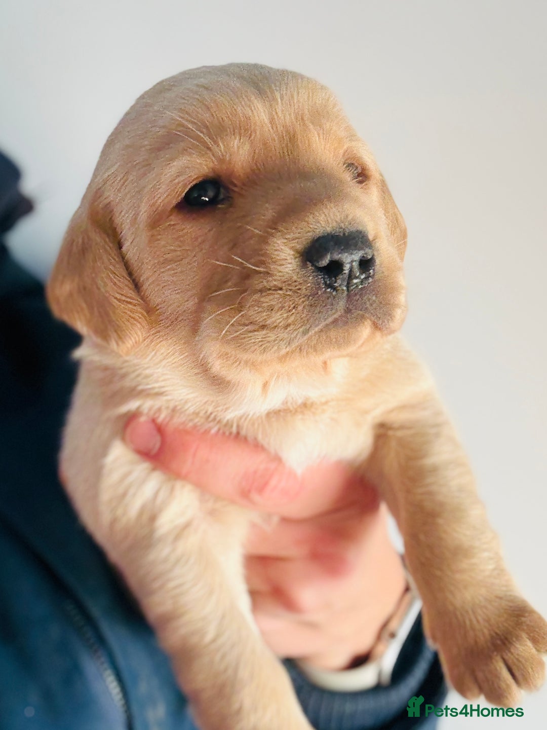 Labrador Retriever dogs for sale: Gorgeous KC Labrador puppies  - Image 12