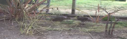 Pheasants poultry for sale: Temminck's Tragopans chicks - Advert 4