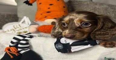 Miniature Dachshund dogs - Advert 11