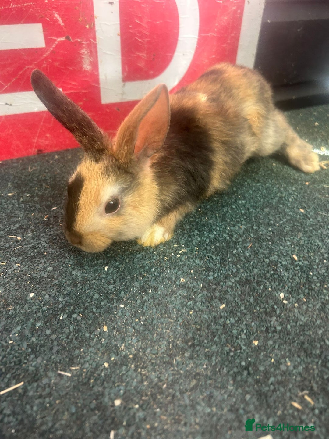 Mixed Breed rabbits for sale: 5 Lionhead and Dutch babies - Image 3