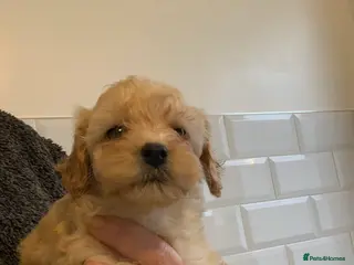 Cockapoo dogs Beautiful toy cockapoo puppies !! ONLY 1 LEFT !! - Advert 12