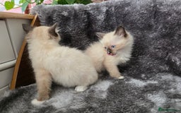 Ragdoll cats for sale: 2 male pure Ragdoll kittens ready now!  - Image 6