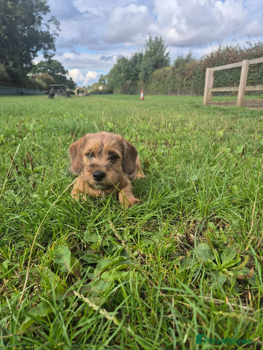 Mixed Breed dogs for sale: Dachshund crossed Shih Tzu in Beverley - Advert 2