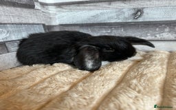 Mini Lop rabbits for sale: ⭐️Pure Breed Holland lops⭐️ - Image 17
