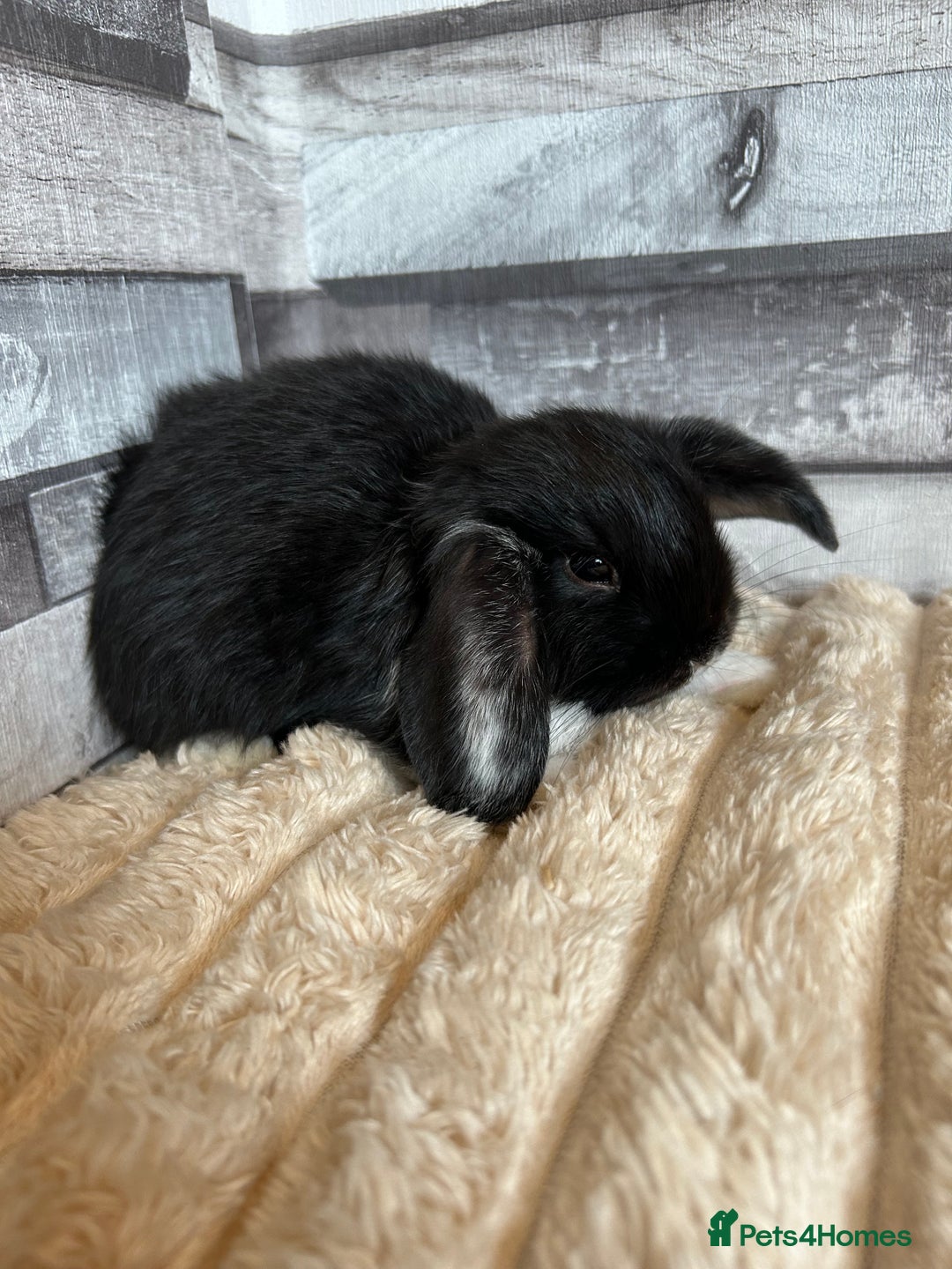 Mini Lop rabbits for sale: ⭐️Pure Breed Holland lops⭐️ - Image 17