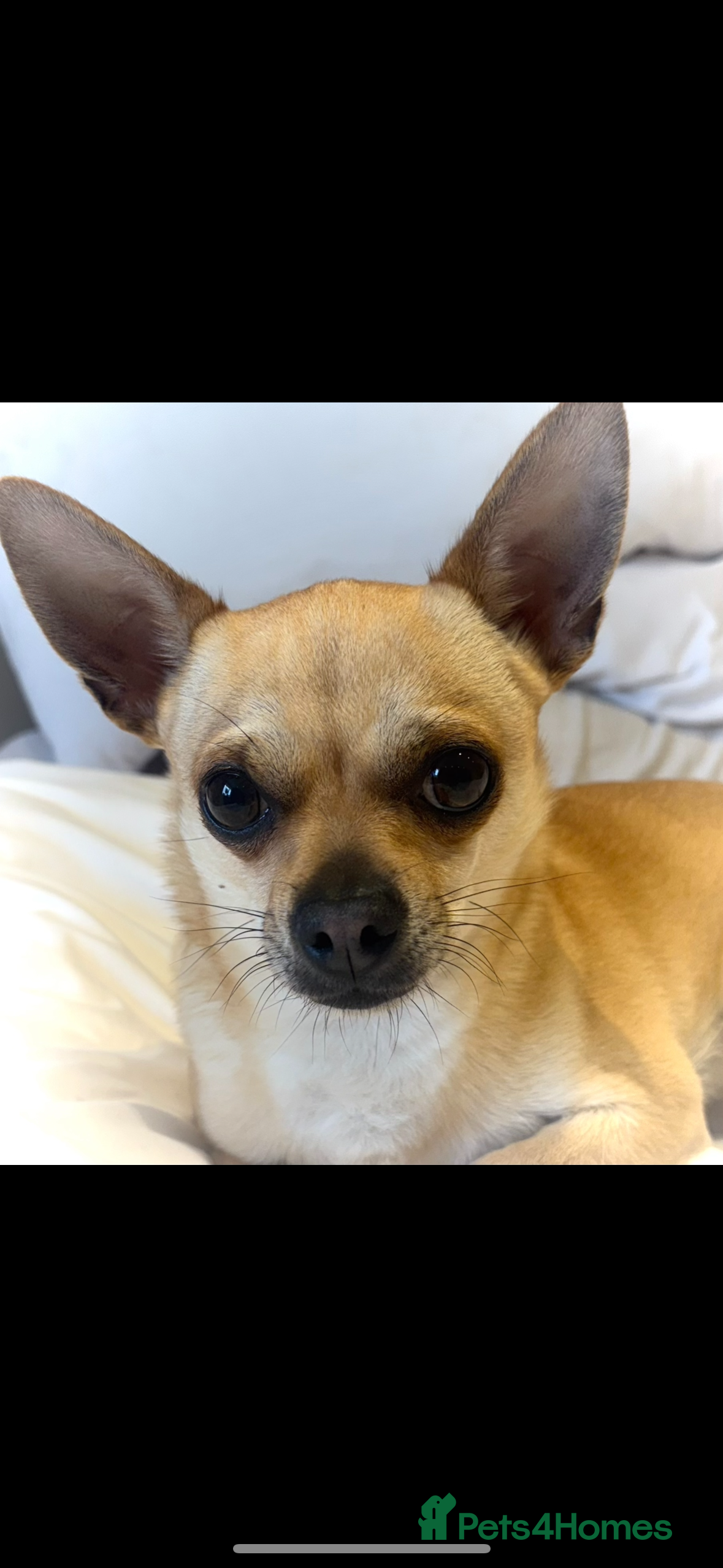 Chihuahua dogs Smart Fawn Short-Hair Chihuahua Available for Stud - Advert 8