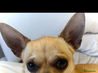 Chihuahua dogs Smart Fawn Short-Hair Chihuahua Available for Stud - Advert 8