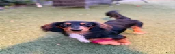 Dachshund dogs for sale: 9mo Male Dachshund - Advert 2