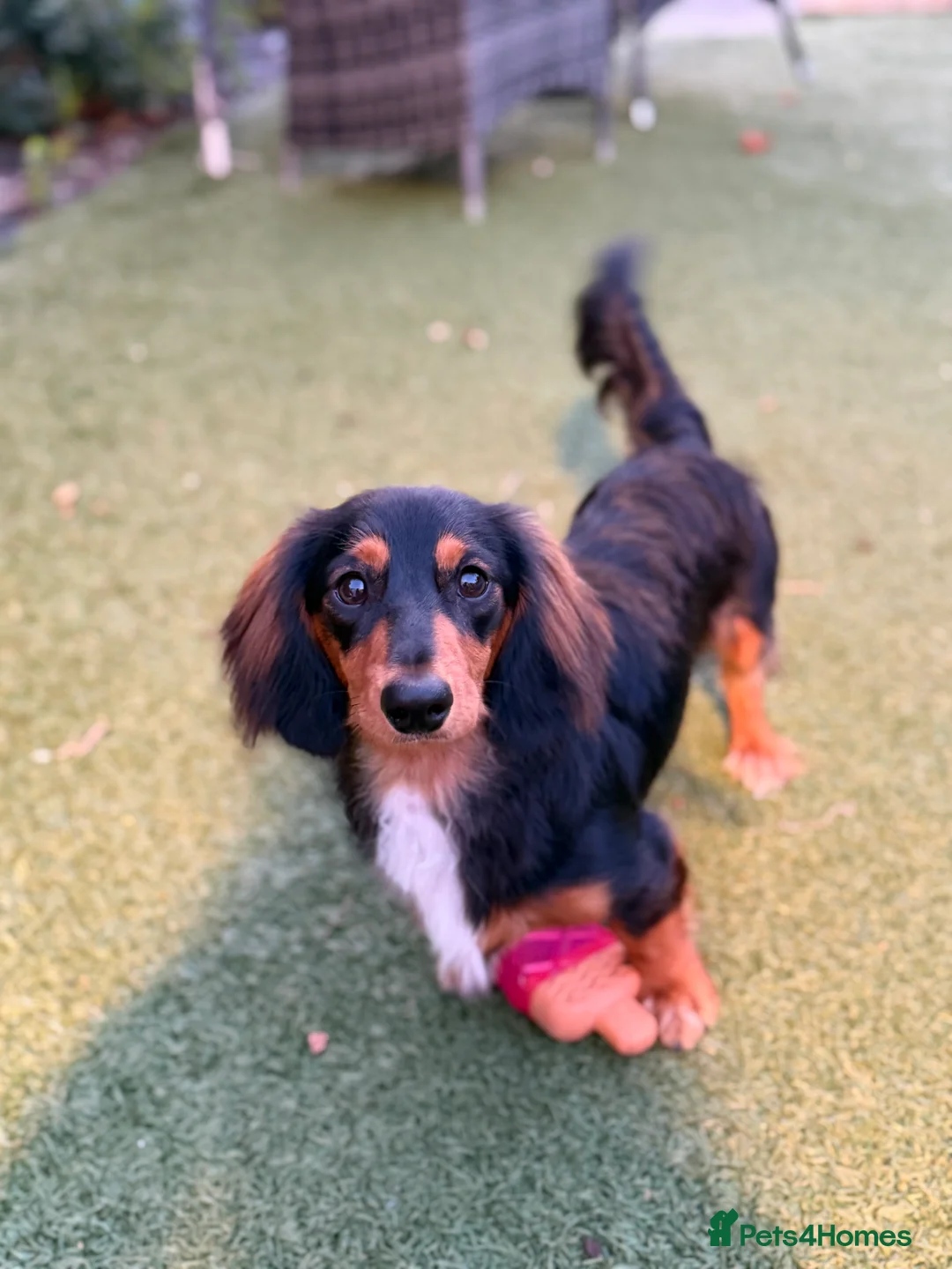 Dachshund dogs for sale: 9mo Male Dachshund - Advert 2