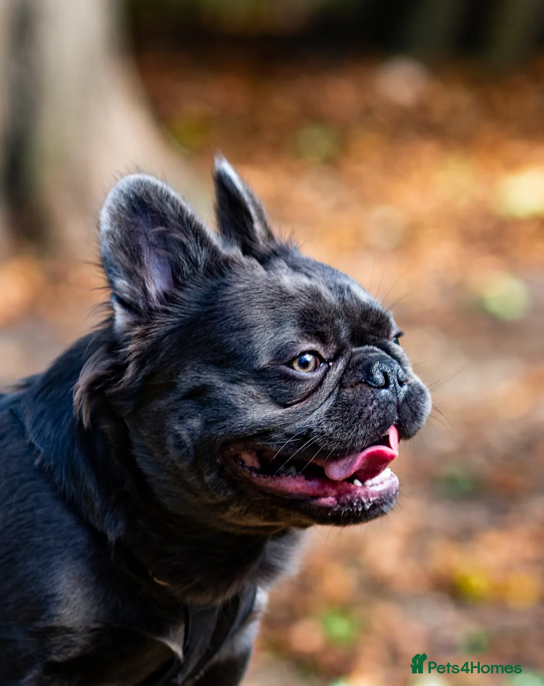 French Bulldog dogs for stud: 🔥🔥 PROVEN L1 & L4 BLUE VISUAL FLUFFY STUD 🔥🔥 in Feltham - Advert 15