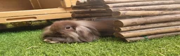 Mini Lion Lop rabbits for sale: Stunning Mini Lion Lops - READY SATURDAY - Advert 21