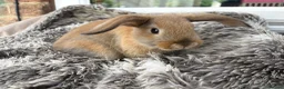 Mini Lop rabbits for sale: Beautiful Mini Lop Baby Rabbits🐇❤️ in Coalville - Advert 15