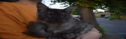 Maine Coon cats for sale: Gorgeous Champion Bloodline Maine Coon Kittens - Advert 4