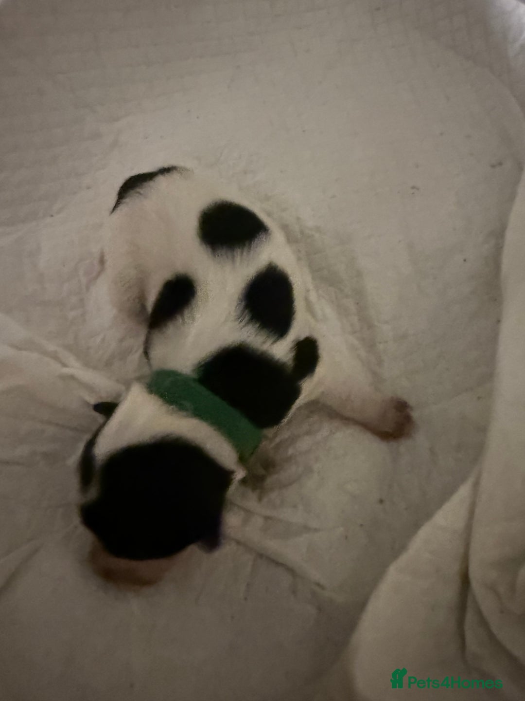 Sprocker dogs for sale: Sprocker puppies  - Advert 18