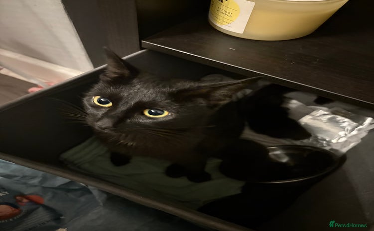 British Shorthair cats - Advert 1