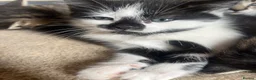 Mixed Breed cats for sale: 2 male & 2 Female kittens  - Advert 3