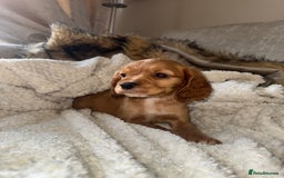 Cocker Spaniel dogs for sale: 3 Red girls looking for home  - Image 1