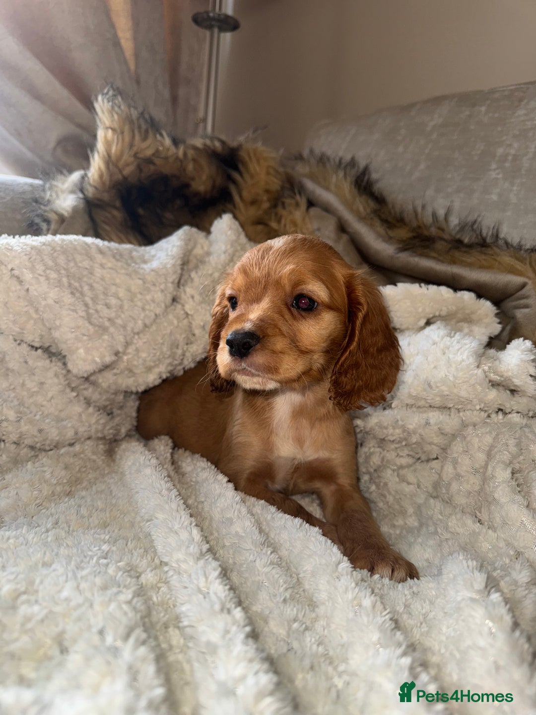 Cocker Spaniel dogs for sale: 3 Red girls looking for home  - Image 1
