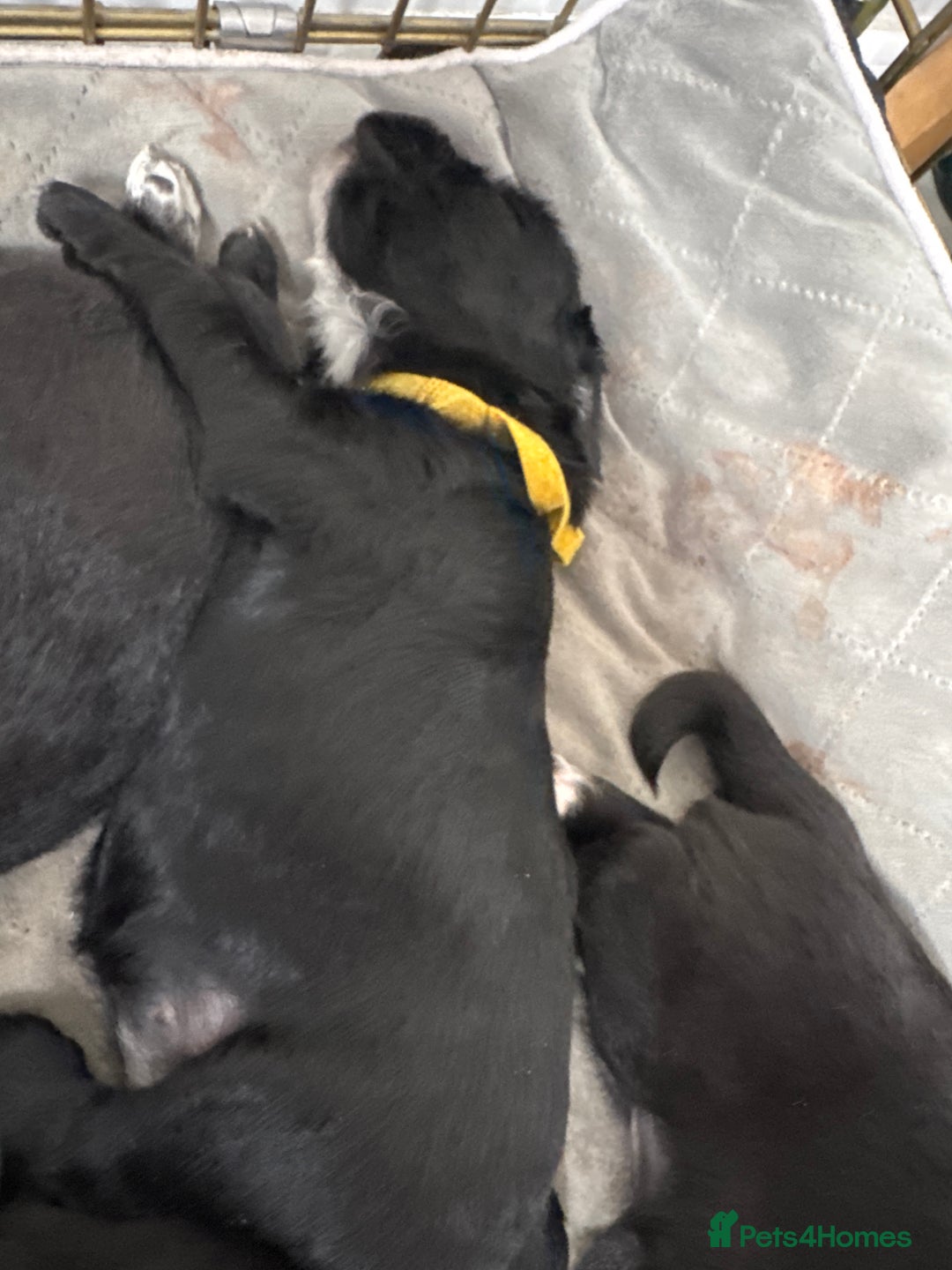 Mixed Breed dogs for sale: Beautiful puppys for sale  - Image 12