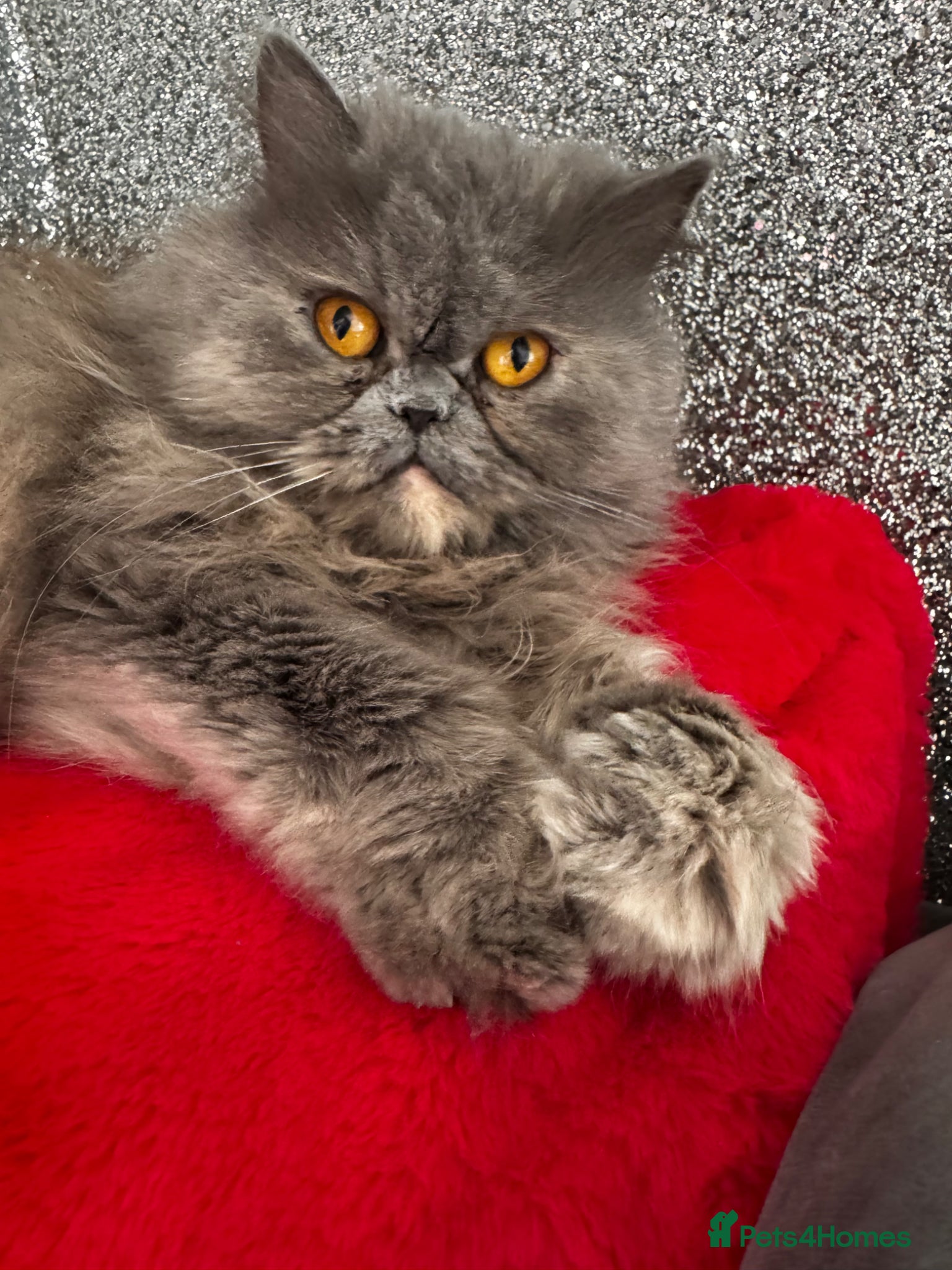 Persian cats for sale: Chinchilla Persian kittens  - Advert 2
